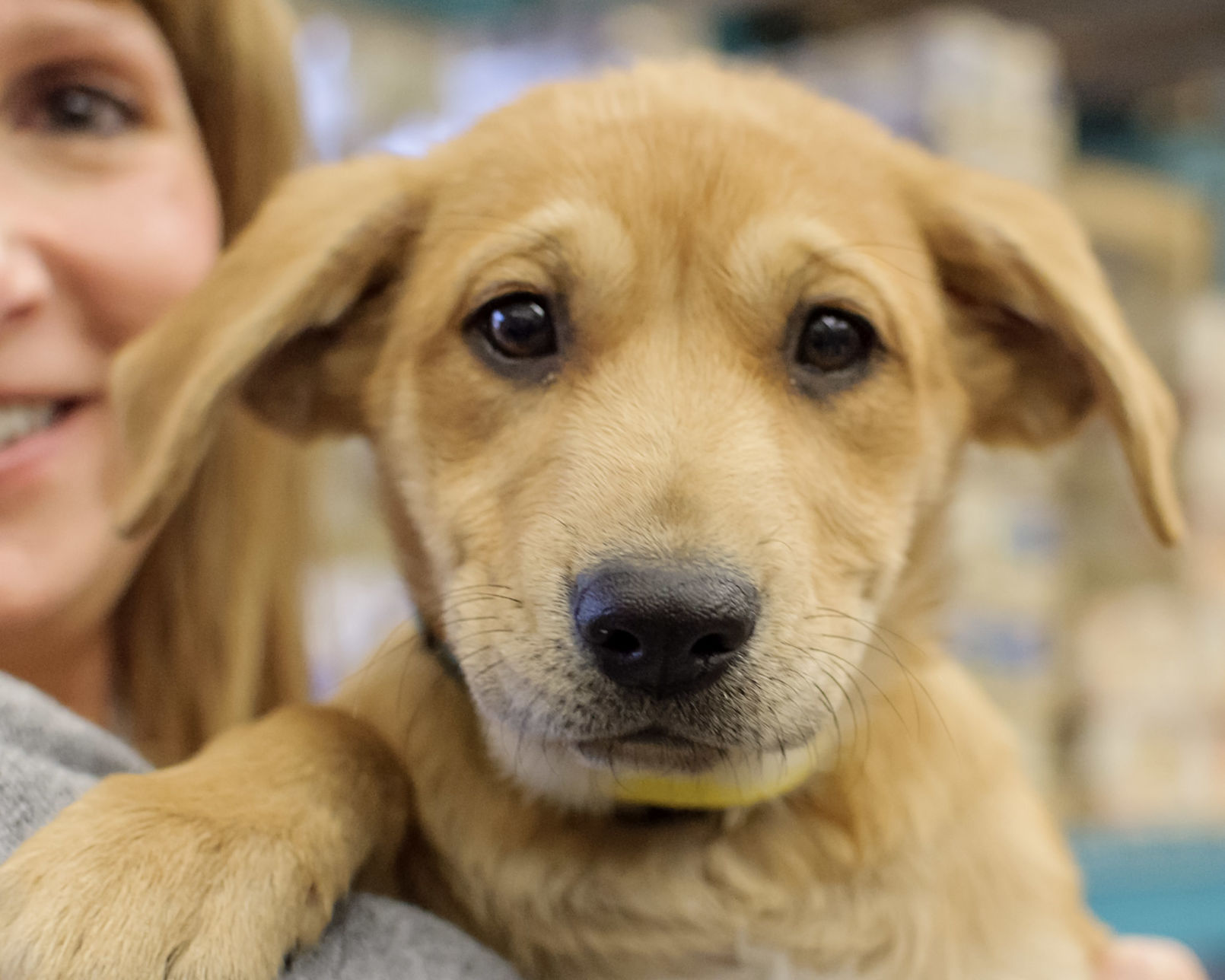H pup Hazel.jpg